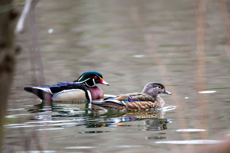 Wood ducks swim along a pond in Connecticut March 26, 2024.