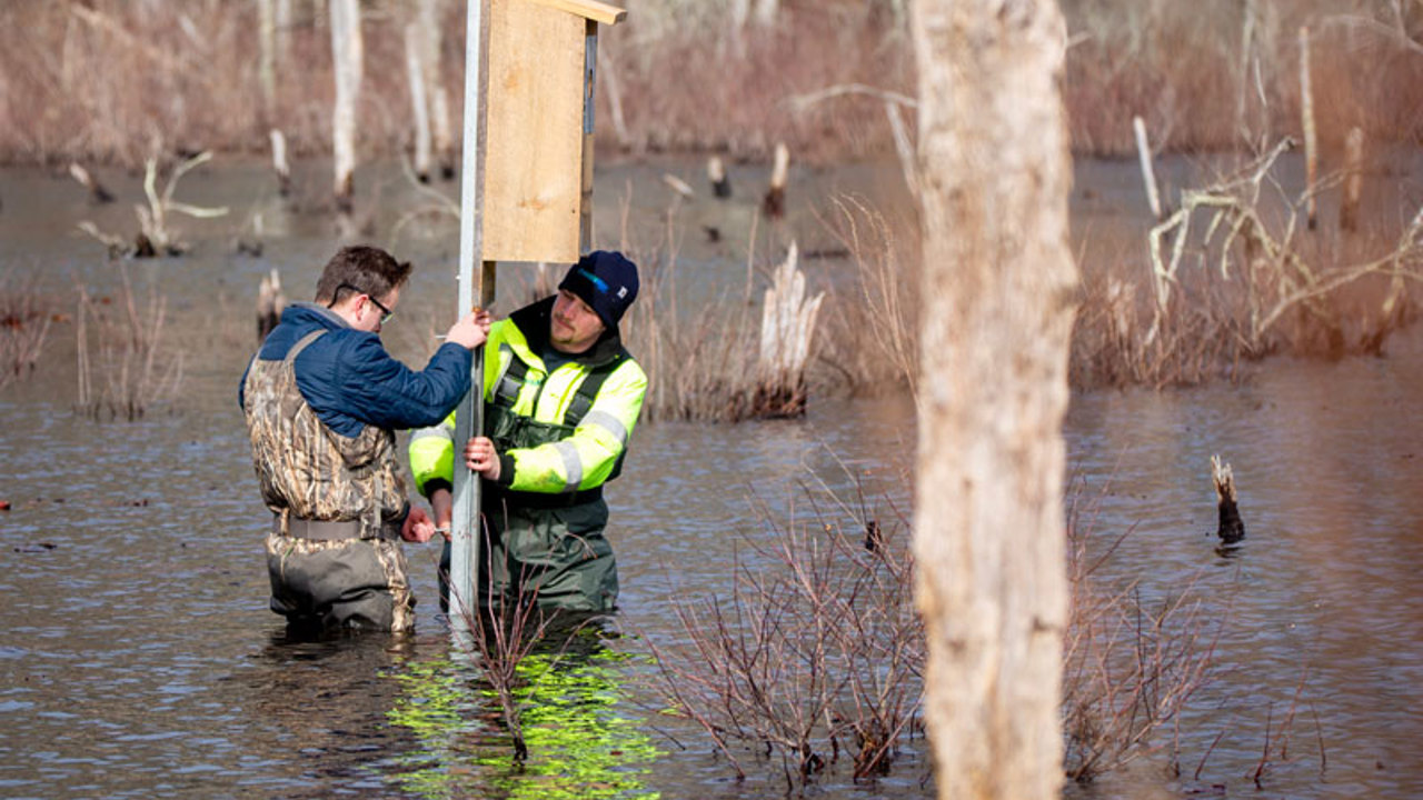 Connecticut Water employees install a wood duck nesting box in Westbrook 