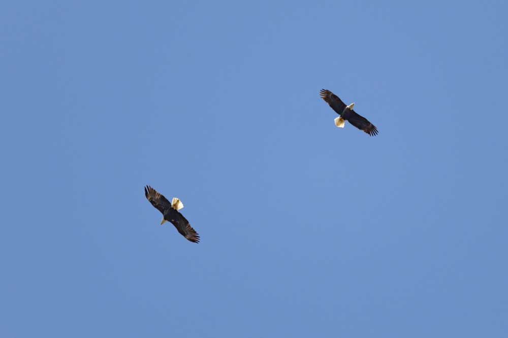 A pair of bald eagles soaring above Killingworth Reservoir.
