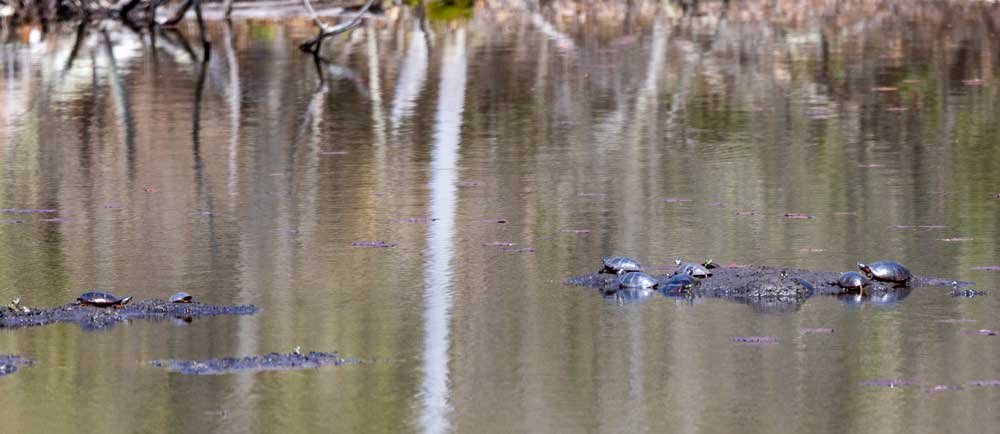 Turtles sunning themselves in a pond.