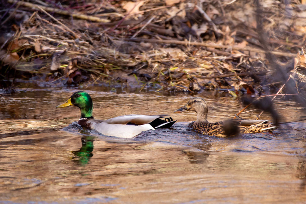 Mallard ducks swim along the Hammonasset River in Killingworth.