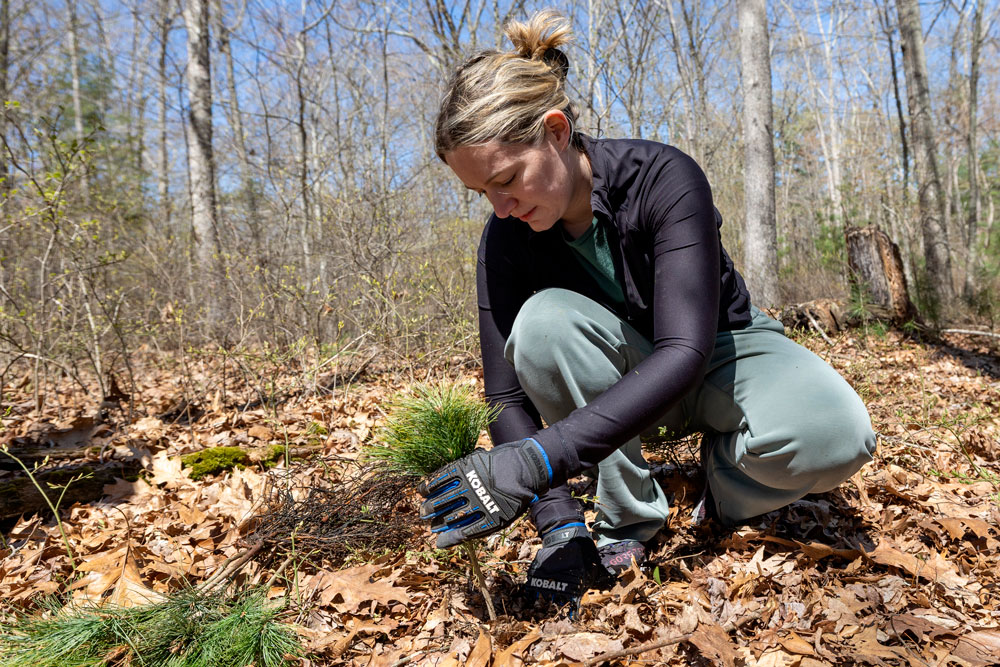Connecticut Water employees plant trees along Killingworth Reservoir