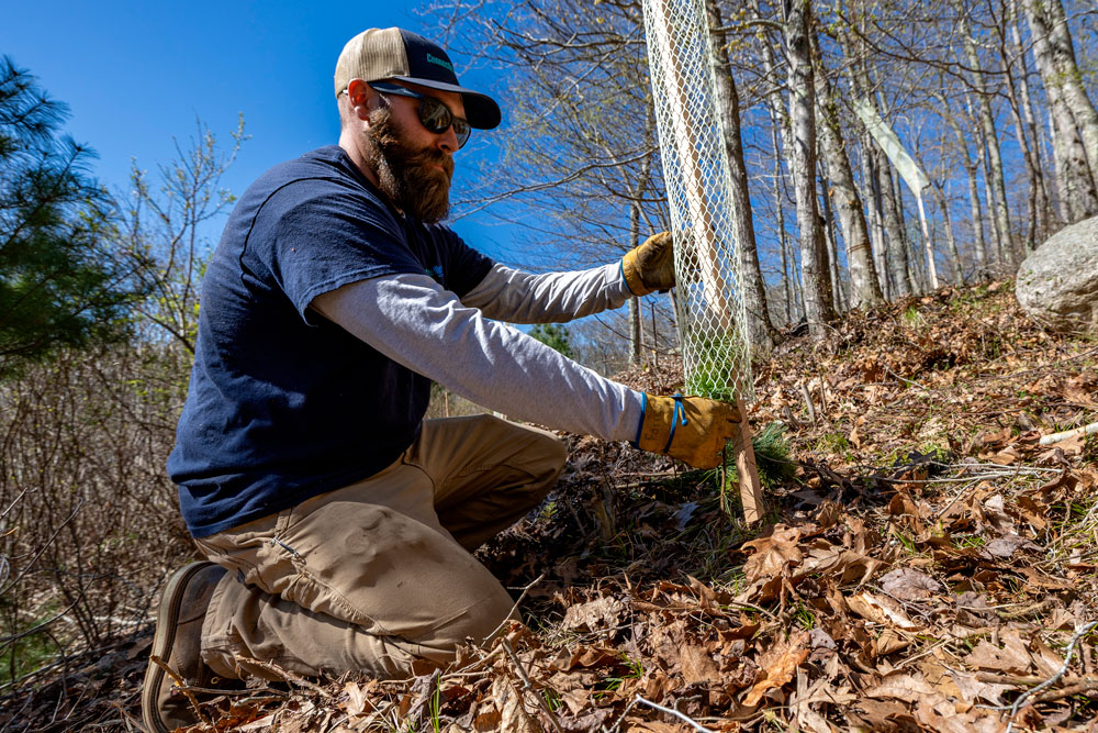 Connecticut Water employees plant trees along Killingworth Reservoir