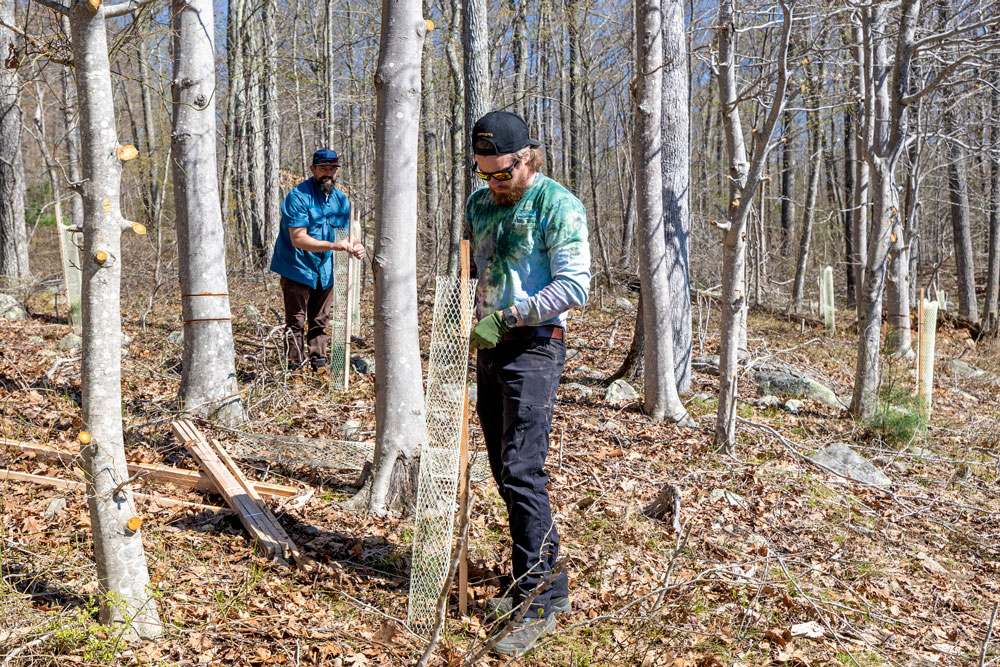 Connecticut Water employees plant trees along Killingworth Reservoir