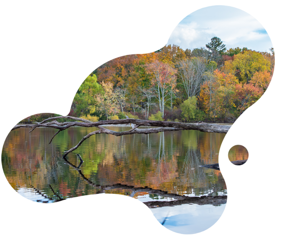a fallen over tree over a lake