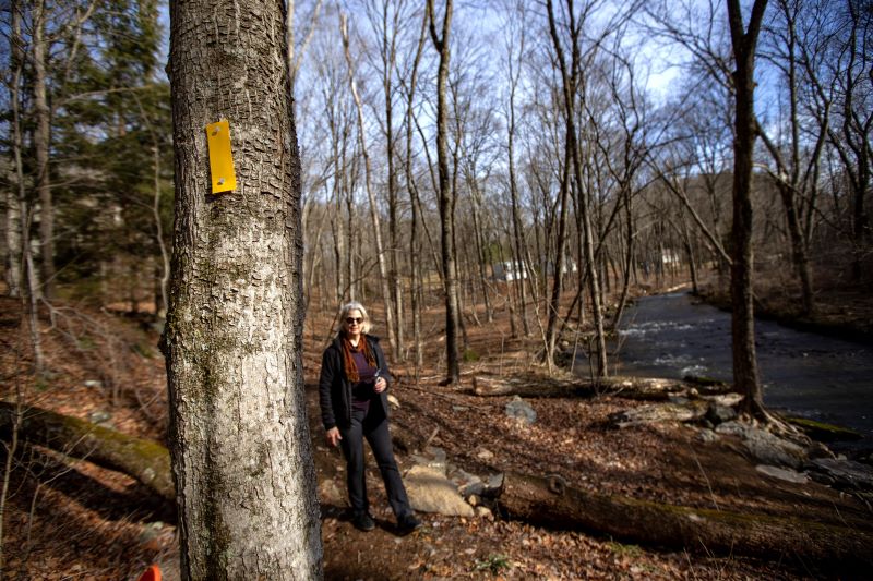 Bethany Land Trust President Carol Lambiase walks along a new, yellow blazed hiking trail established at the Three Sisters Preserve along Route 63