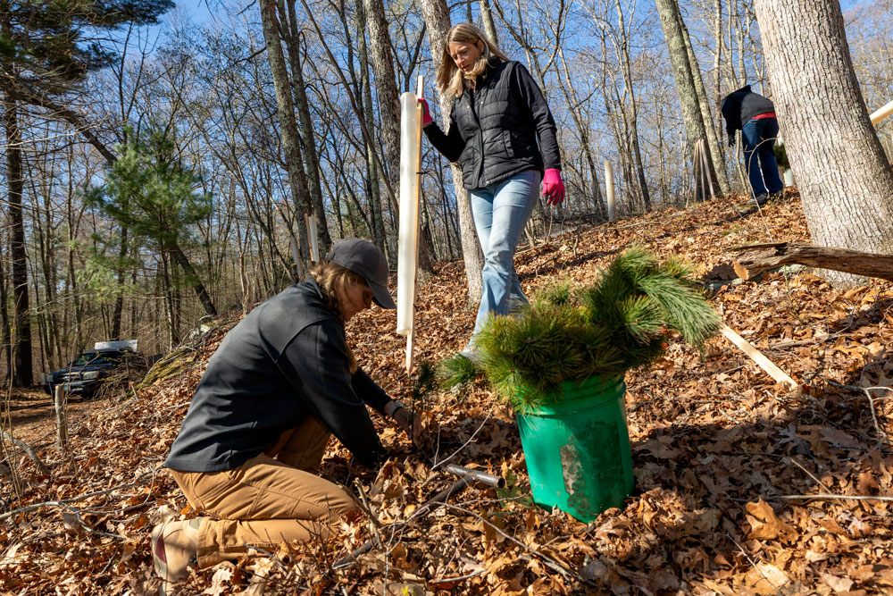 Connecticut Water employees plant trees along Killingworth Reservoir