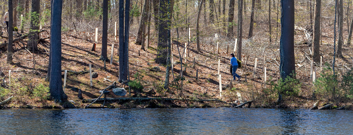 Connecticut Water employees plant trees along Killingworth Reservoir