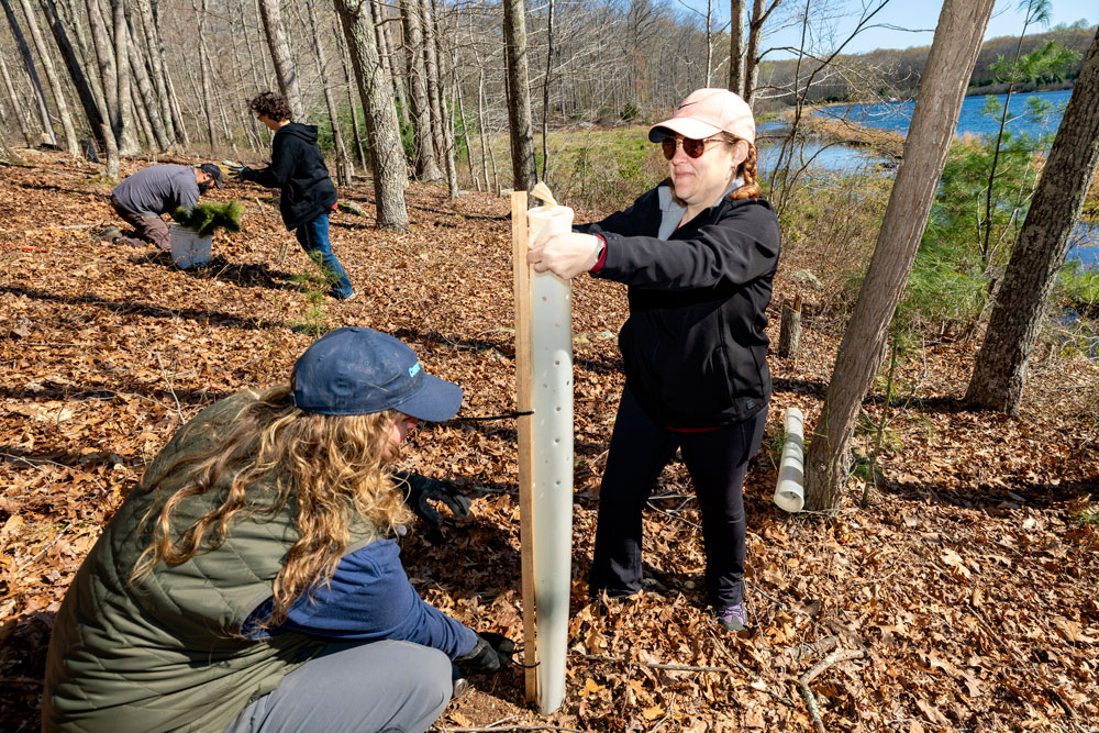 Connecticut Water employees plant trees along Killingworth Reservoir