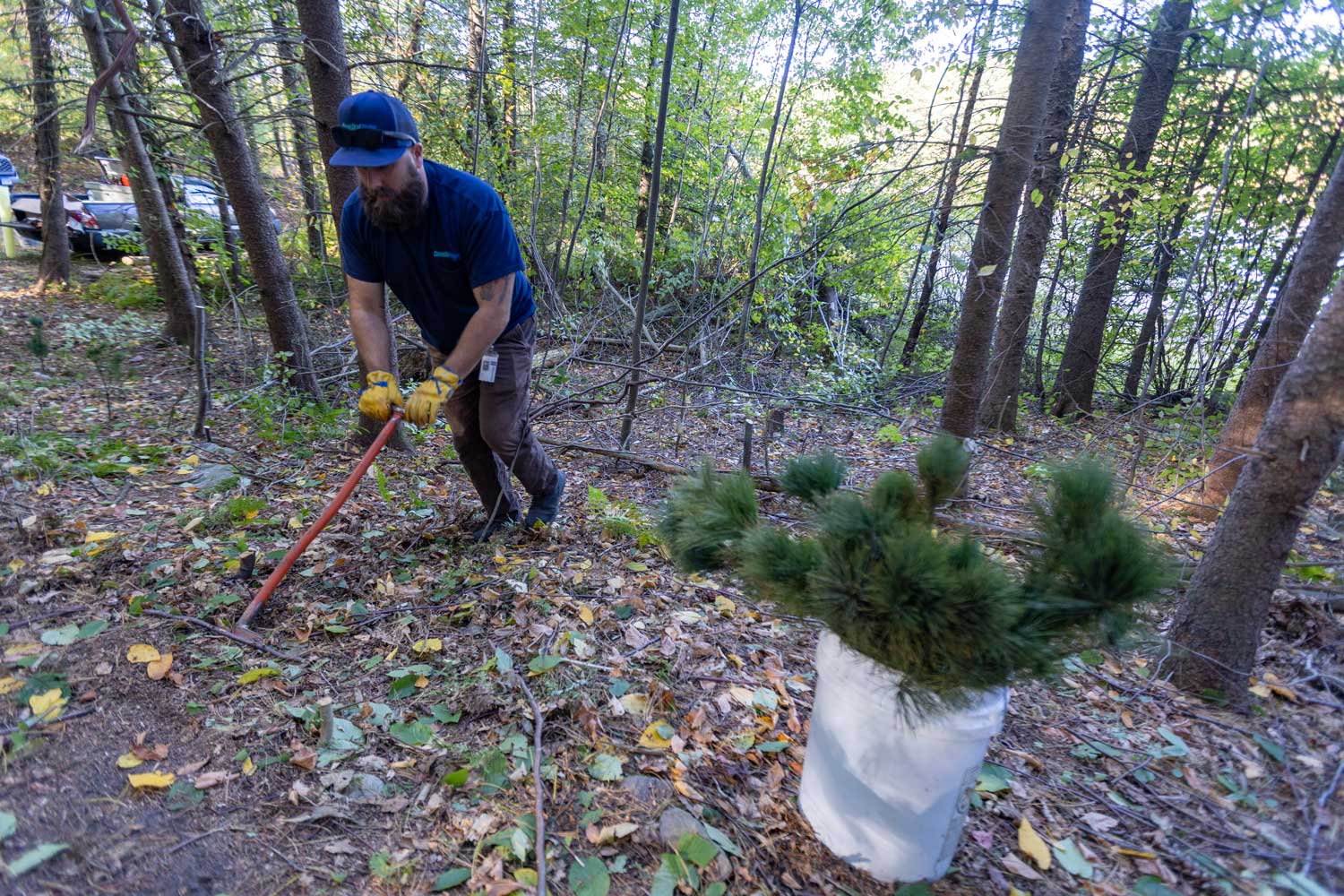 Connecticut Water employee volunteers plant trees along a reservoir in Naugatuck.